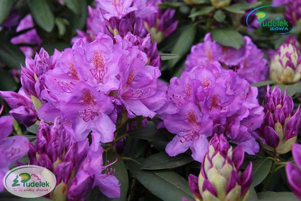 Rhododendron Catawbiense Boursault